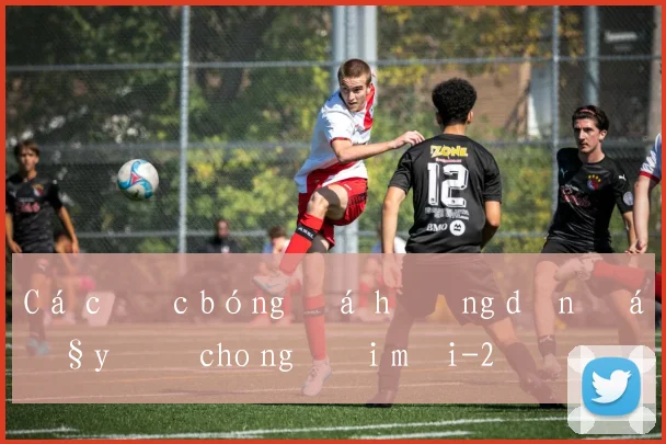 Cá cươc bóng đá hướng dẫn đầy đủ cho người mới